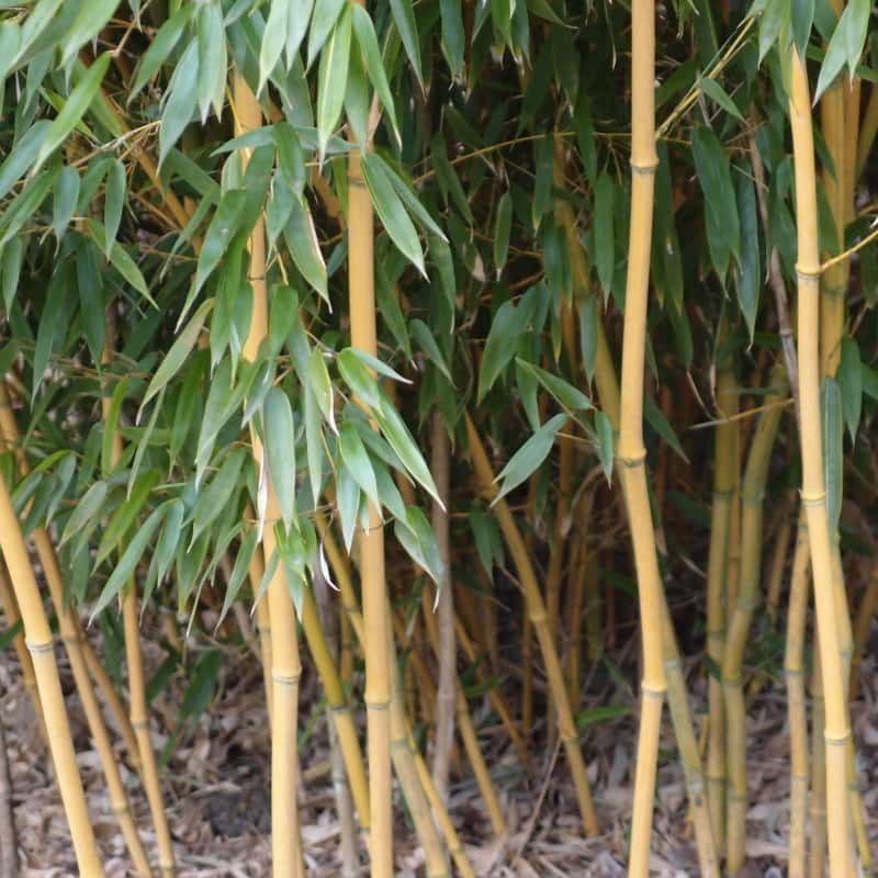 Bambusarium Phyllostachys aureosulcata