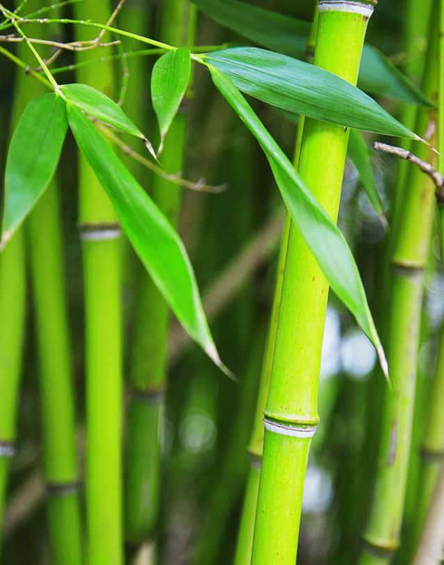 Bambusy na prodej